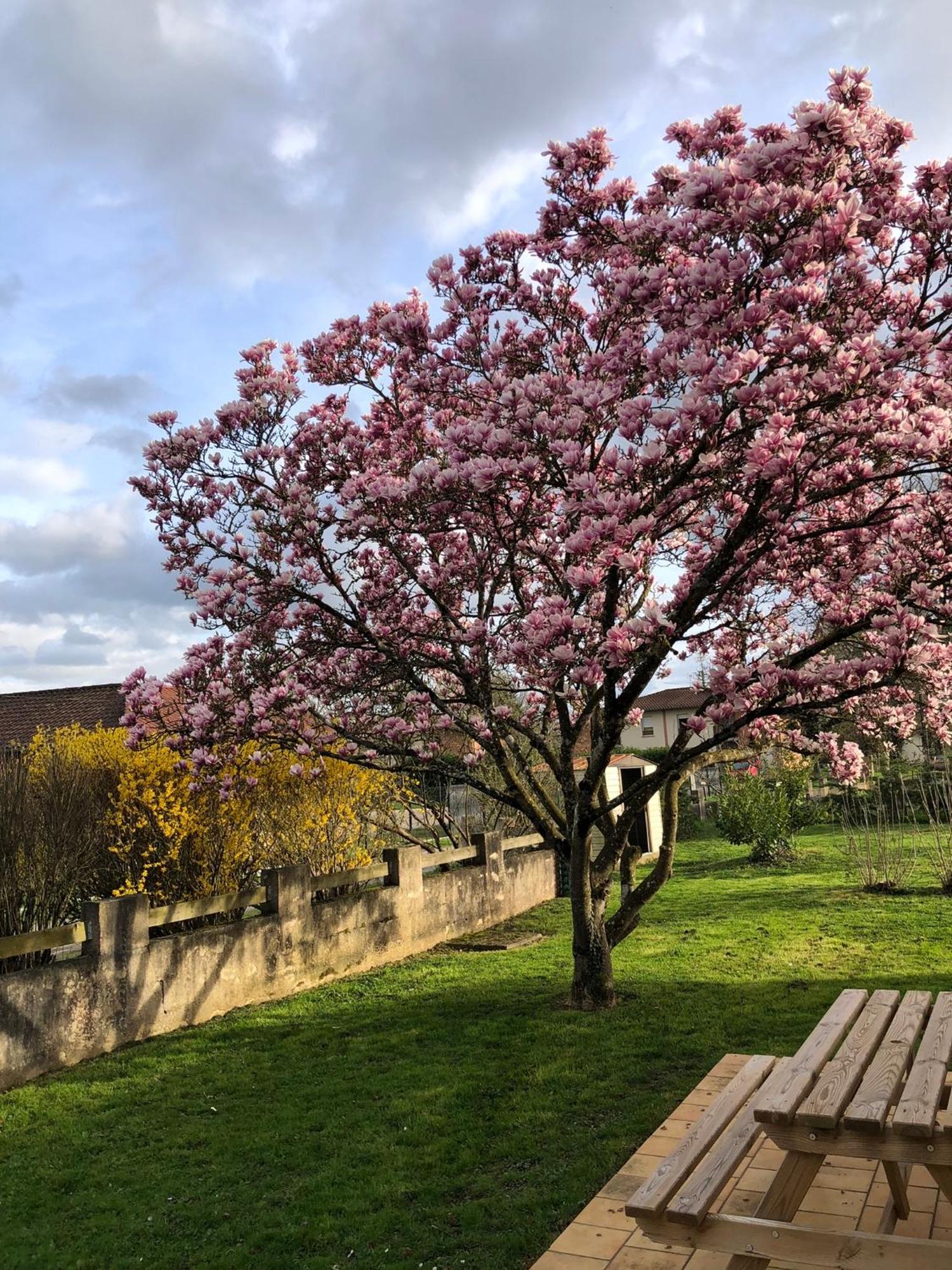 Parc De La Charmille Acomodação com café da manhã Saint-Étienne-sur-Reyssouze Exterior foto